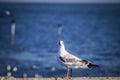 Seagull Flight, Sea Bird Flying Through Blue Sky Blue sea white bright tone Royalty Free Stock Photo