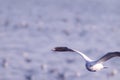 Seagull Flight, Sea Bird Flying Through Blue Sky Blue sea white bright tone nature can retreat your day from everyday life living Royalty Free Stock Photo