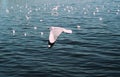 Seagull Flight, Sea Bird Flying Through Blue Sky Blue sea white bright tone nature can retreat your day from everyday life living Royalty Free Stock Photo