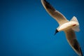 Seagull flight Royalty Free Stock Photo