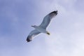 The seagull flight