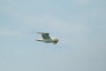 Seagull in flight