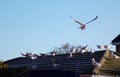 Seagull in flight, seagulls on a frost covered roof on a winter morning Royalty Free Stock Photo