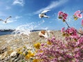 Seagull  flight and seashell on stone at beach sea water splash wild flowers pink and yellow  harbor blue sky and ocean bnature la Royalty Free Stock Photo