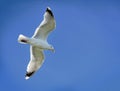 Seagull Royalty Free Stock Photo