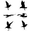 seagull flight silhouette set Royalty Free Stock Photo