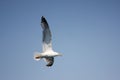 Seagull flight Royalty Free Stock Photo