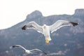 Seagull in flight with spread wings. Summer by the sea. Mountain in the background Royalty Free Stock Photo