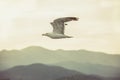 Seagull in flight with spread wings at sunset. Summer by the sea. Mountain in the background Royalty Free Stock Photo