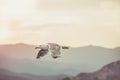 Seagull in flight with spread wings at sunset. Summer by the sea. Mountain in the background Royalty Free Stock Photo