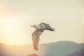Seagull in flight with spread wings at sunset. Summer by the sea. Mountain in the background Royalty Free Stock Photo