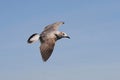 Seagull in flight with spread wings Royalty Free Stock Photo