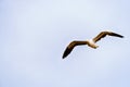 Seagull in flight at Strandfontein beach on Baden Powell Drive between Macassar and Muizenberg near Cape Town