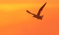 Seagull in flight at sunset with copy space Royalty Free Stock Photo