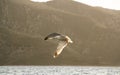 Seagull in flight in sunset Royalty Free Stock Photo