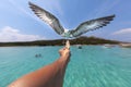 Seagull in flight, swooping towards food held in a person`s hand