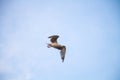 Seagull in Flight