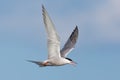 Seagull in flight