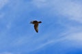 A seagull in flight under the clouds