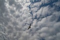 Seagull in flight under a cloudy sky