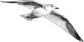 Seagull in flight Royalty Free Stock Photo