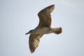 seagull in flight Royalty Free Stock Photo