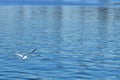 Seagull in flight on water of the blue sea preys on fish