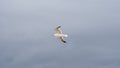 Seagull in flight Royalty Free Stock Photo