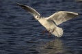 Seagull in flight, wings spread Royalty Free Stock Photo