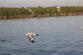 Seagull flittering over the blue sea Royalty Free Stock Photo