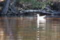 Seagull floating along the shore. Royalty Free Stock Photo