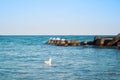 A seagull floating on blue transparent waves of the sea lake ocean near the pier and old rusty stones with a group of seagulls in Royalty Free Stock Photo