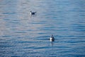 Seagull floating on calm lake blue water, Greece Royalty Free Stock Photo