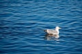 Seagull floating on calm lake blue water, Greece Royalty Free Stock Photo