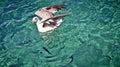 Seagull floating and fish silhouettes