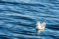 Seagull floating on the Oosterschelde at Neeltje Jans island in Zeeland