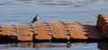 Seagull on a floating pier Royalty Free Stock Photo