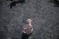 Seagull Floating in the sea