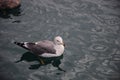 Seagull Floating in the sea