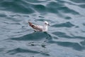 seagull floating on the sea