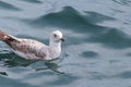 seagull floating on the sea