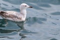 seagull floating on the sea