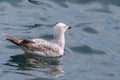 seagull floating on the sea