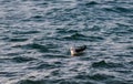 Seagull floating on sea. Royalty Free Stock Photo