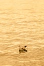 Seagull floating on the sea at sunset Royalty Free Stock Photo