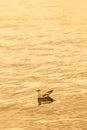 Seagull floating on the sea at sunset