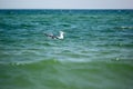 Seagull floating on the sea waves near coast