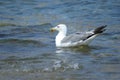 A seagull floating on the surface of the  sea Royalty Free Stock Photo