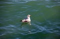 seagull floating in the Venetian lagoon water on the Giudecca Canal in Venice Royalty Free Stock Photo