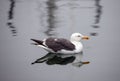 Seagull floating in Ventura Harbor in Ventura California USA